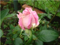 bfe49471-Picture 002.jpg